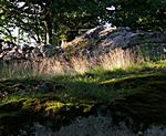 Fotografens Glück, ein Sonnenstrahl zur rechten Zeit